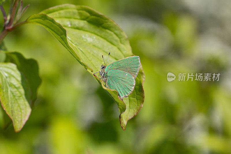 绿纹蝶(Callophrys Rubi)